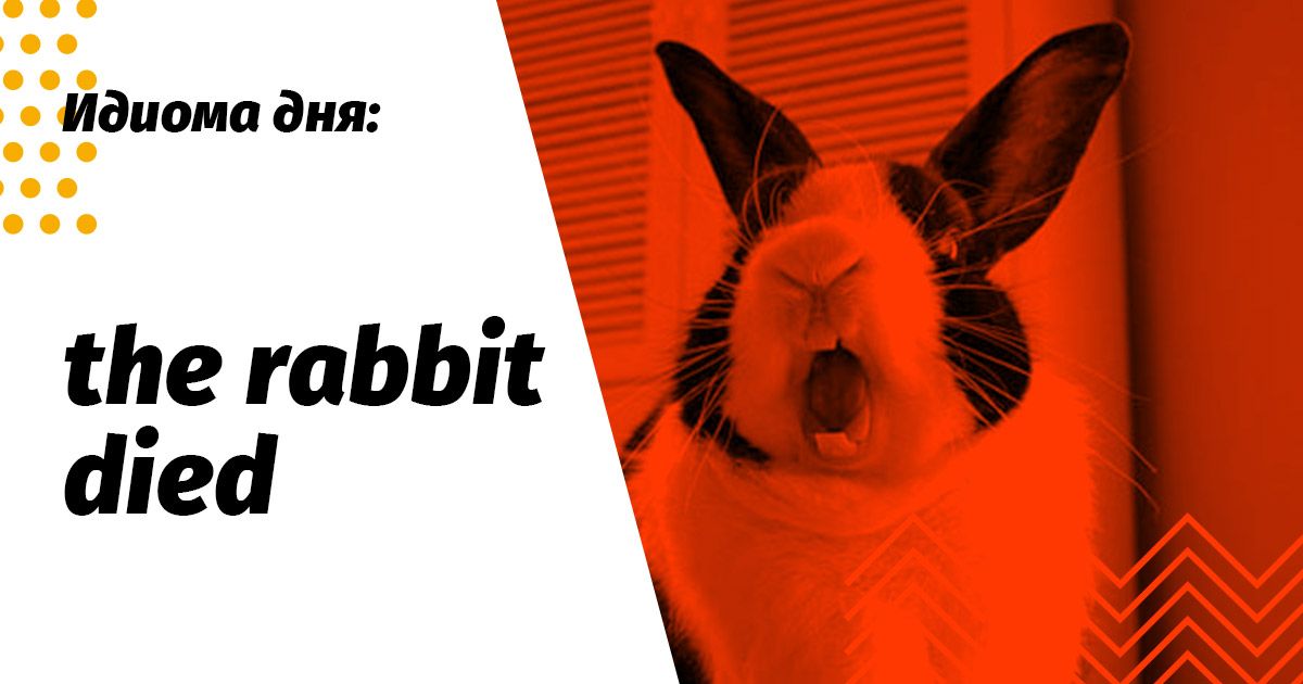 the rabbit died значення ідіоми