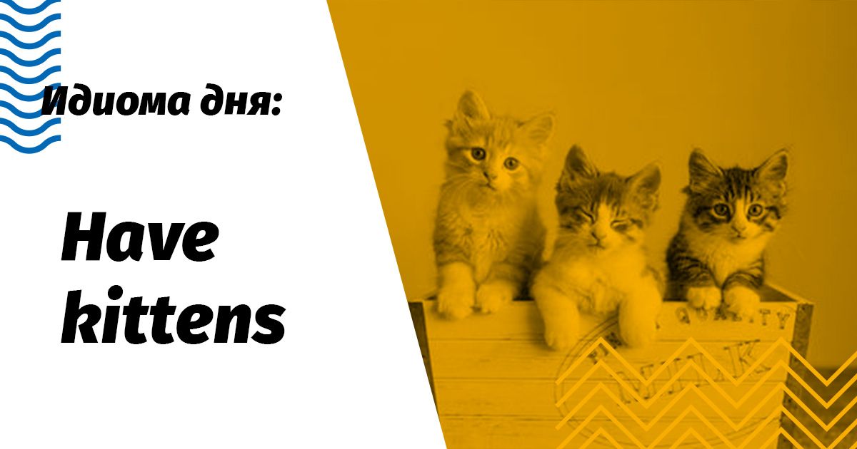 have kittens значення та переклад ідіоми