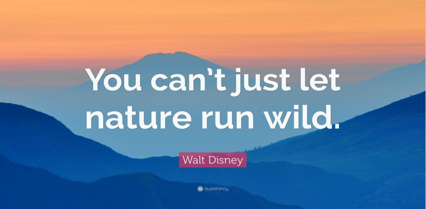 wolt disney fake quotes