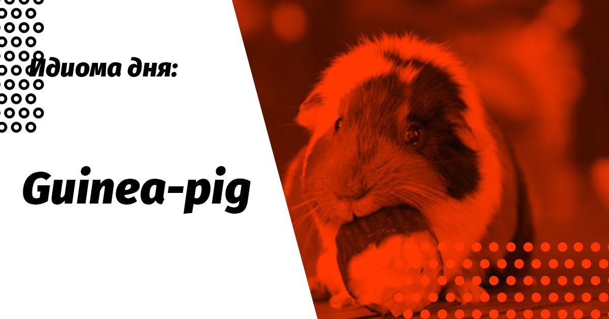 guinea pig ідіома значення