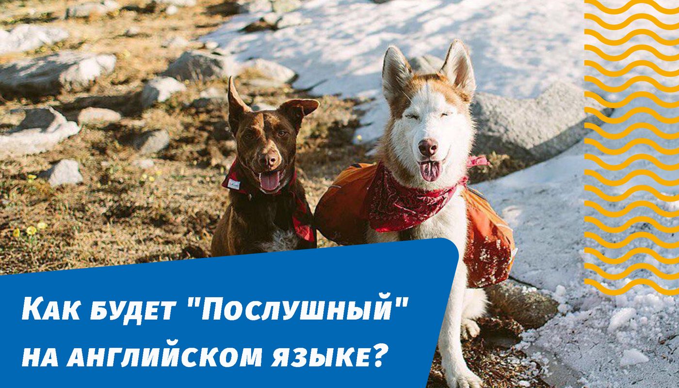 как будет послушный на английском языке
