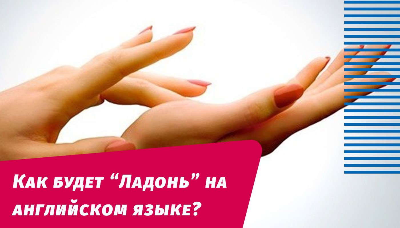 як буде долоня англійською