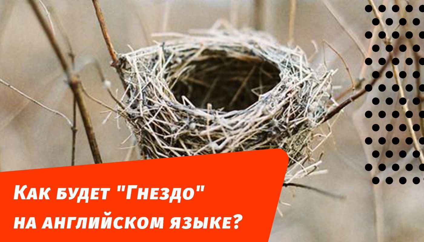 как будет гнездо на английском языке