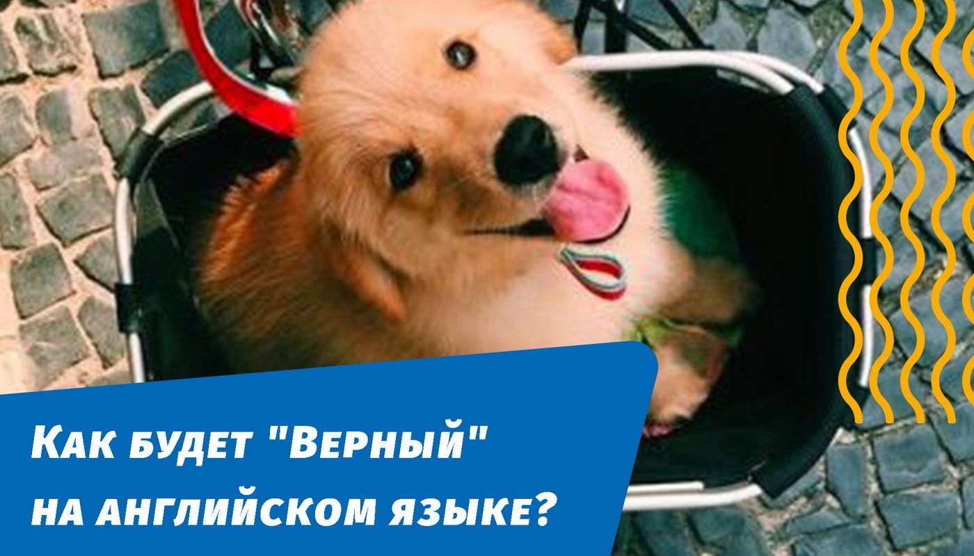 як буде вірний англійською