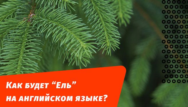 как будет ель на английском языке