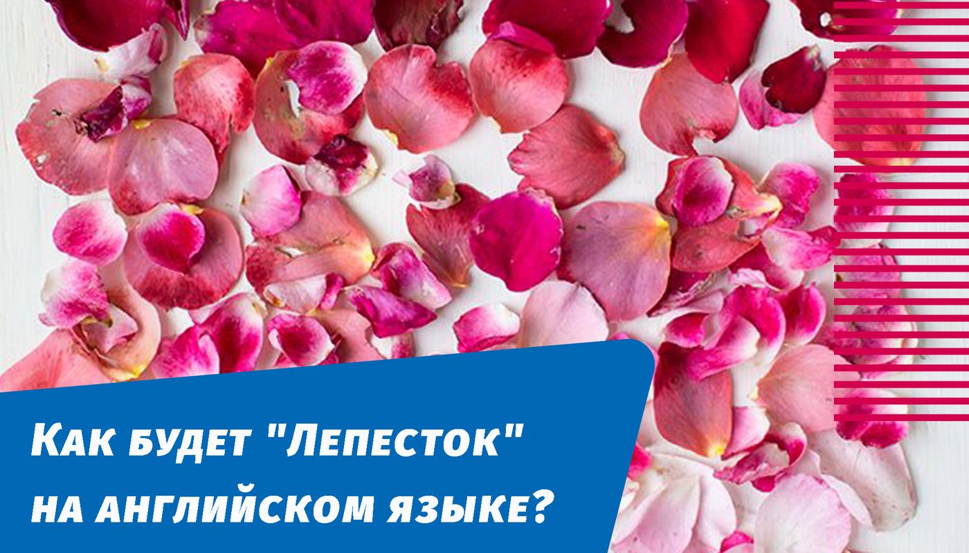 как будет лепесток на английском языке