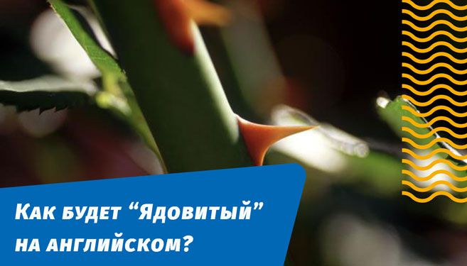 как будет ядовитый на английском языке