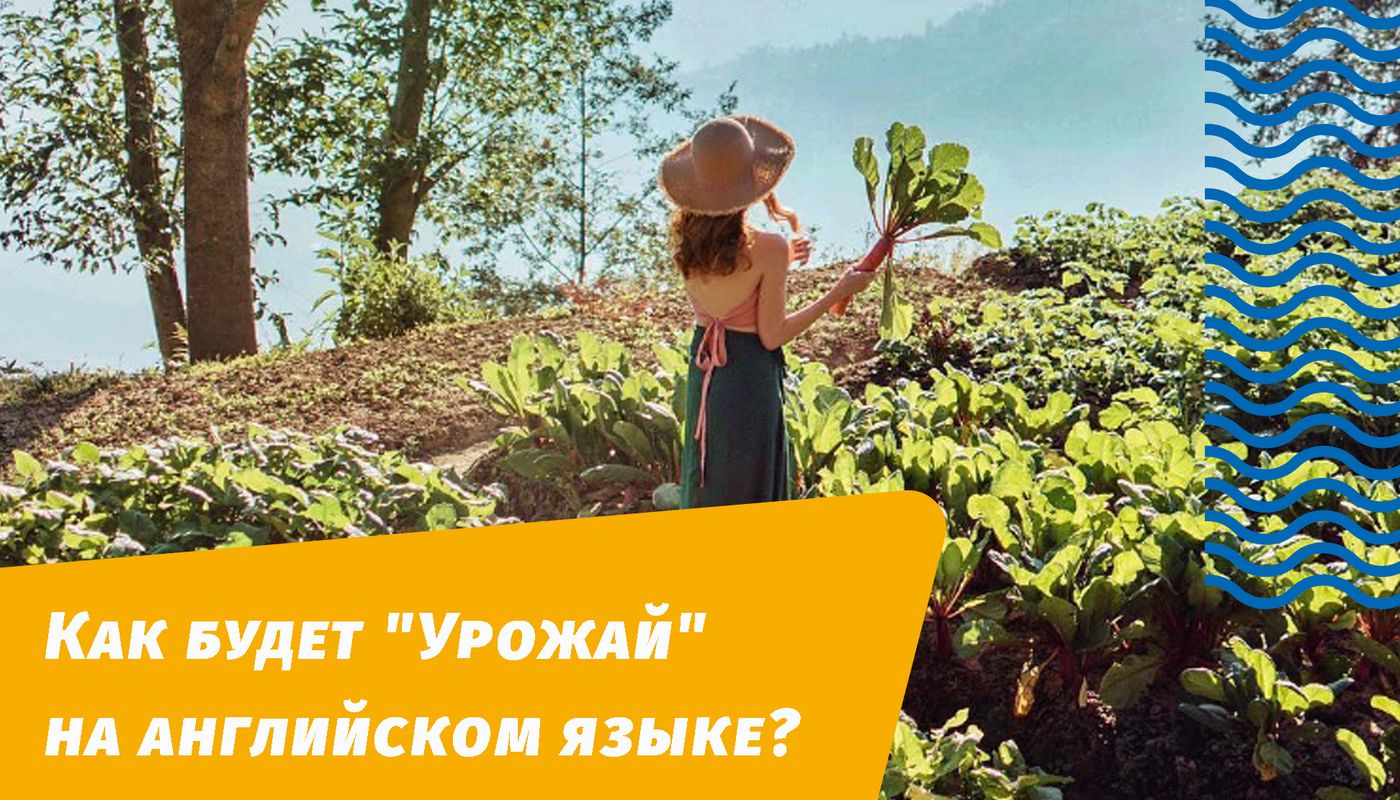 как будет урожай на английском языке