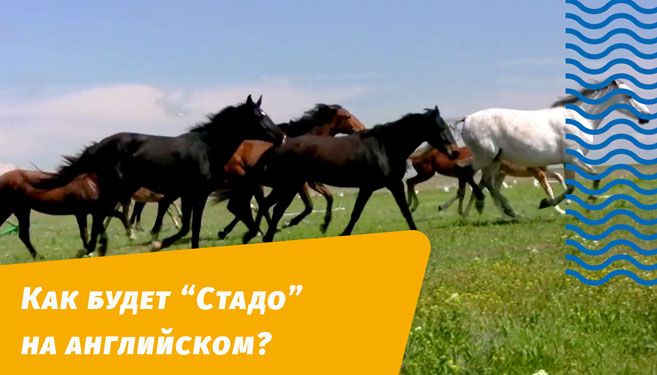 как будет стадо на английском языке