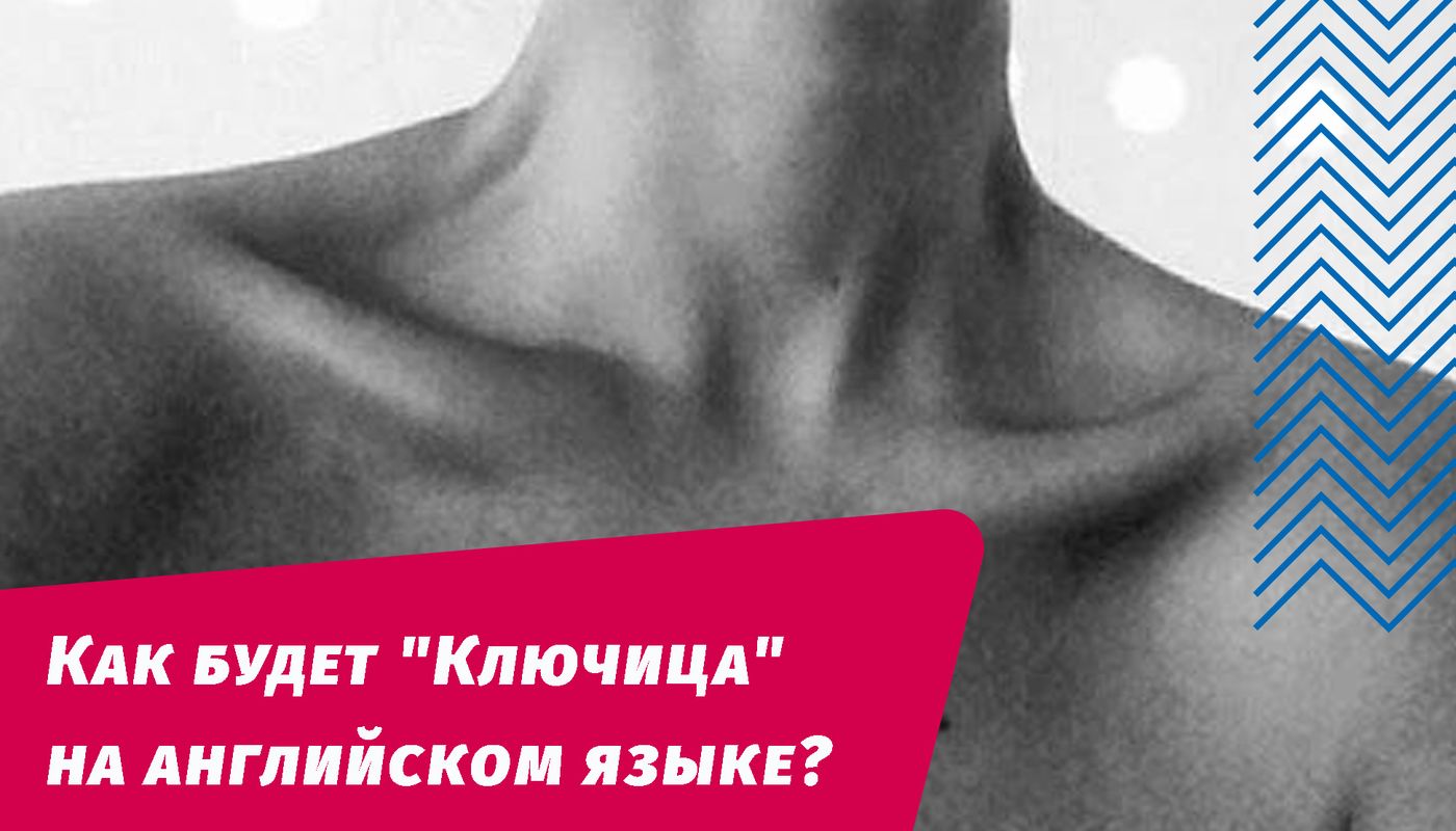 как будет ключица на английском