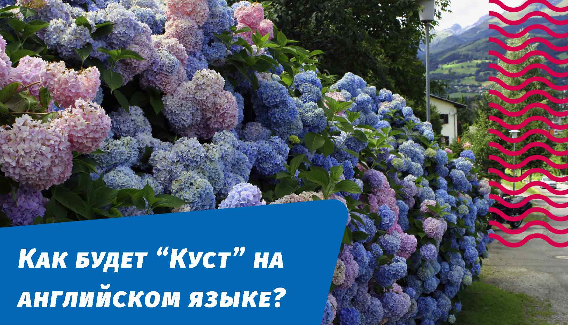 как будет куст на английском языке