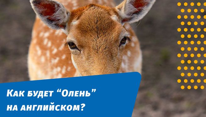 как будет олень на английском языке