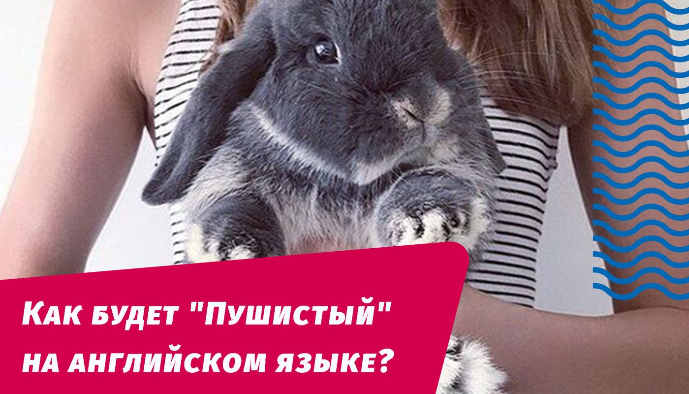 как будет пушистый на английском языке
