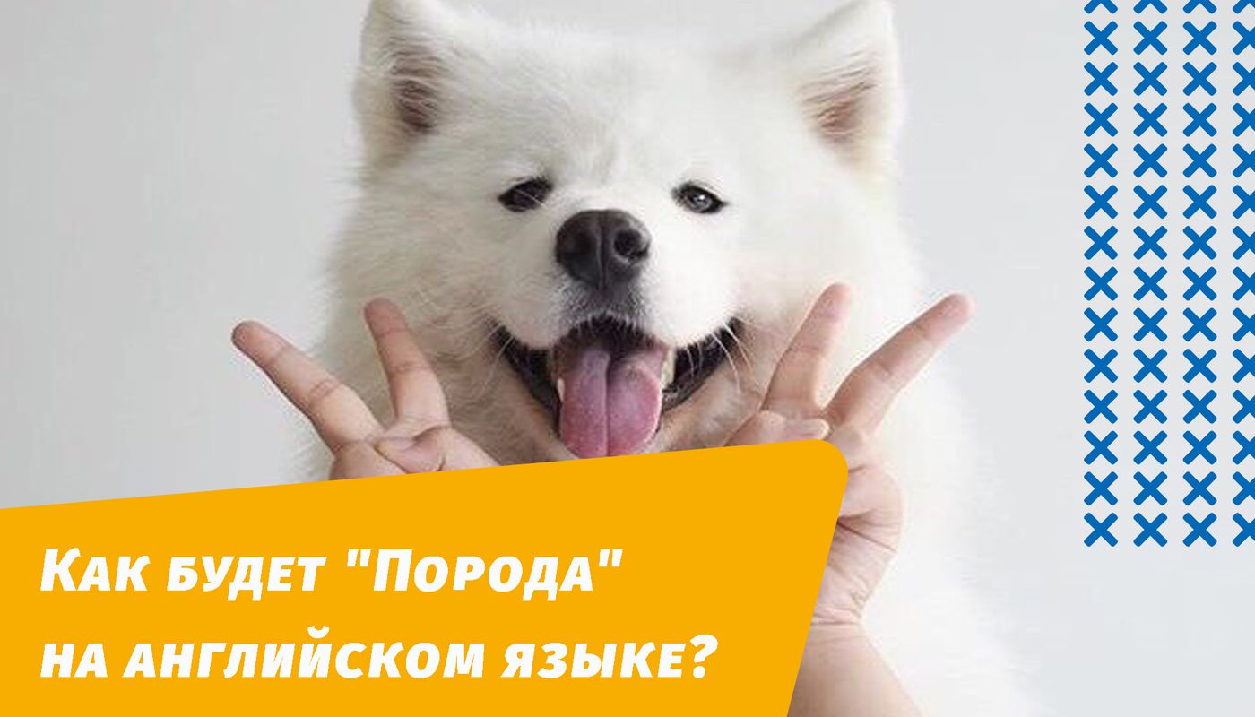 як буде порода англійською