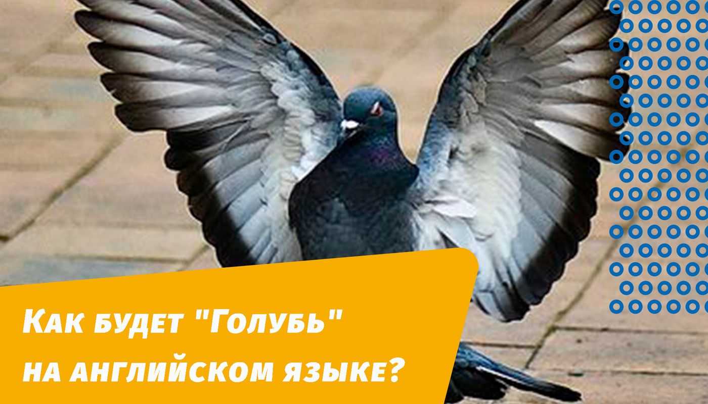 как будет голубь на английском языке