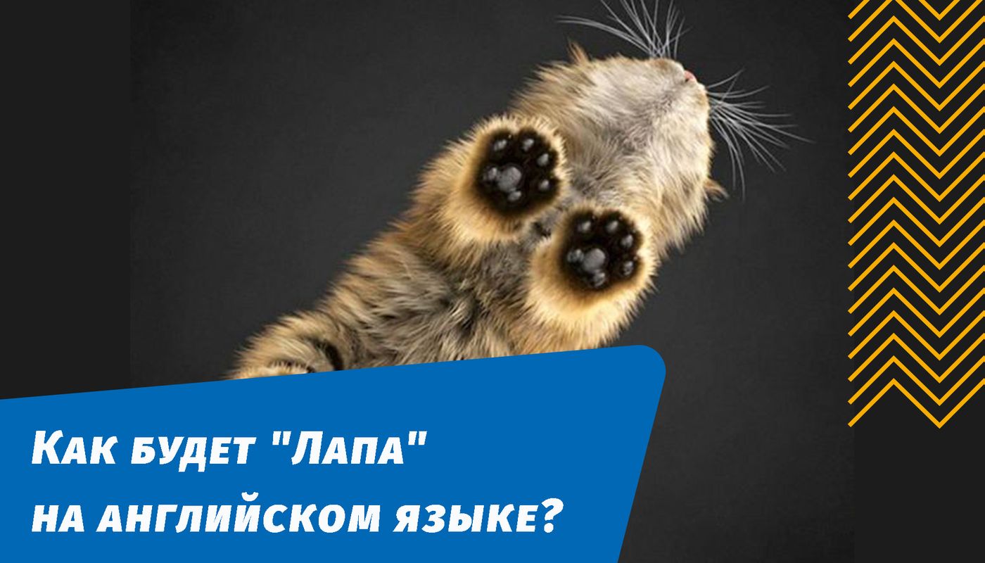 как будет лапка на английском языке
