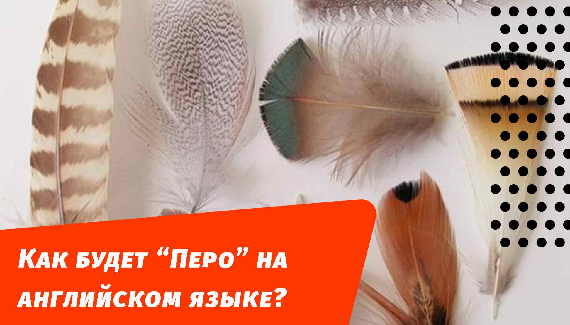 как будет перо на английском языке
