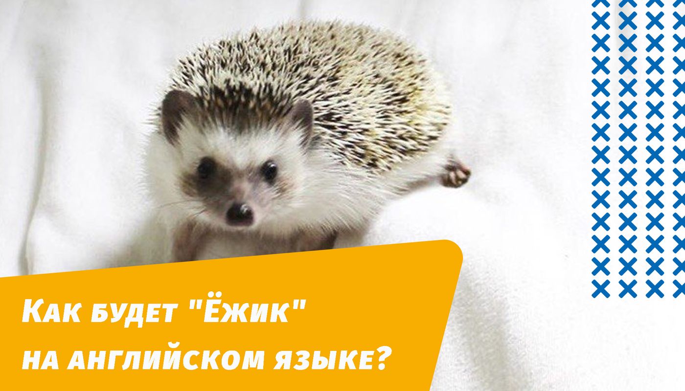 как будет ежик на английском языке