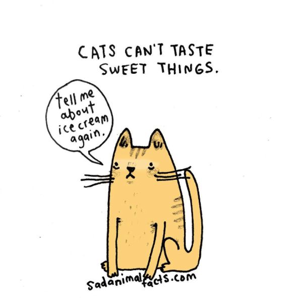sad animal facts cats перевод