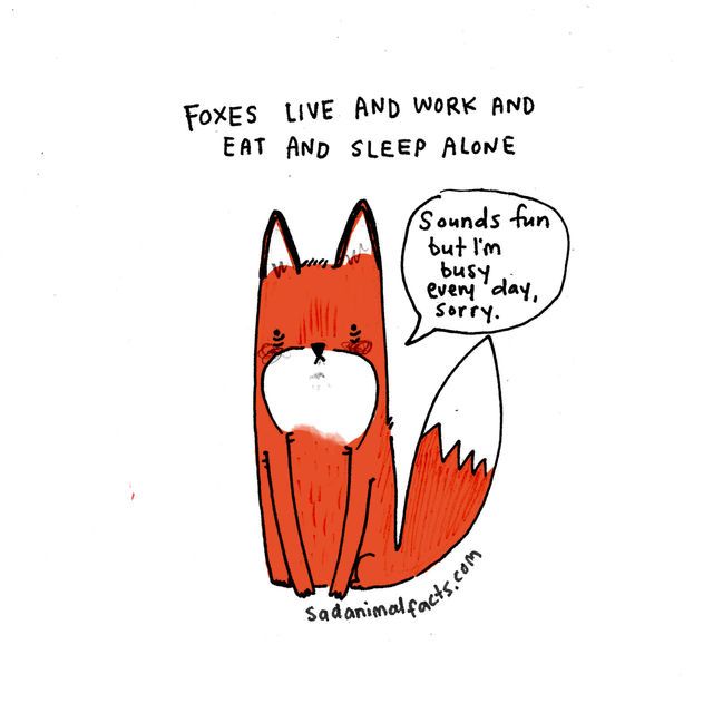 sad animal facts foxes перевод