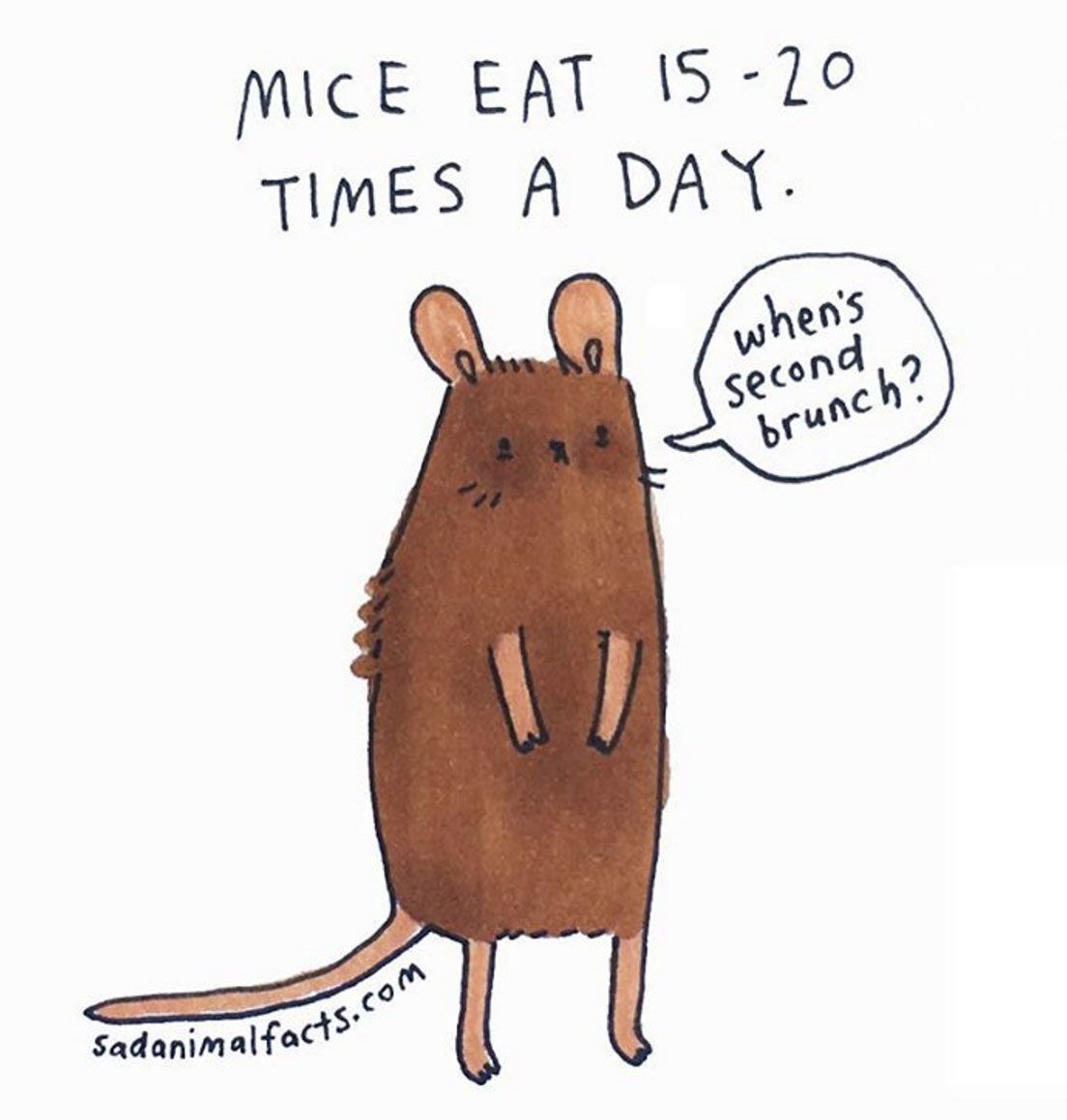 sad animal facts mice перевод
