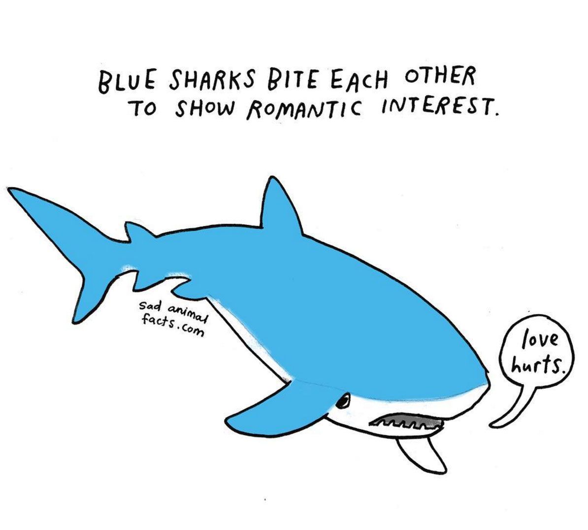 sad animal facts shark перевод