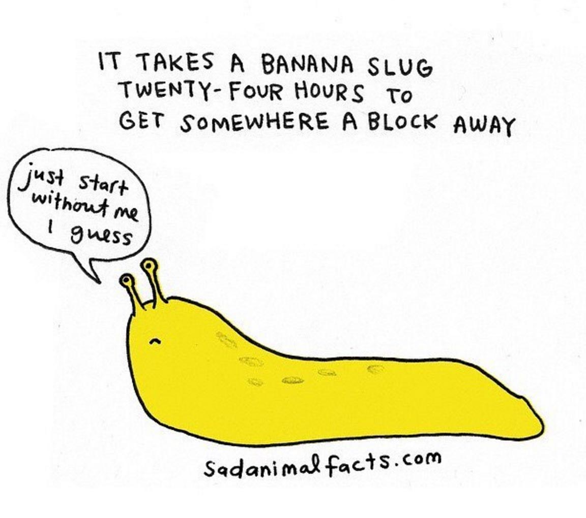 sad animal facts slug перевод