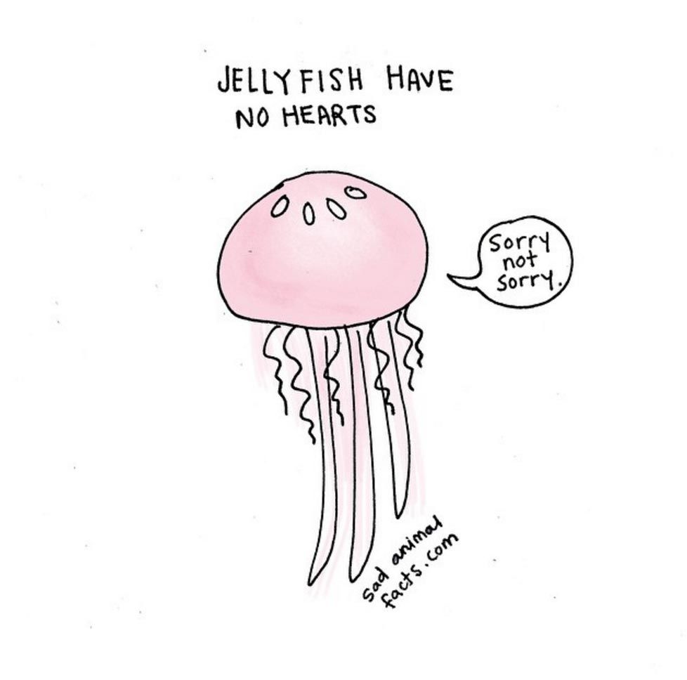 sad animal facts jellyfish перевод