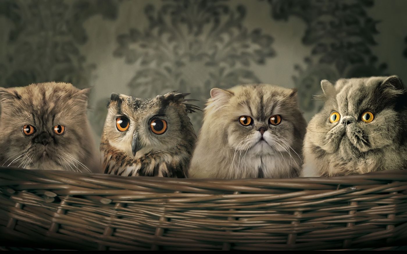они такие разные